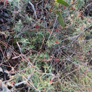 Stenanthera conostephioides at Laharum, VIC - 2 Sep 2022 09:58 AM