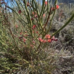 Sphaerolobium minus (Globe-pea) at Grampians National Park - 2 Sep 2022 by SimoneC