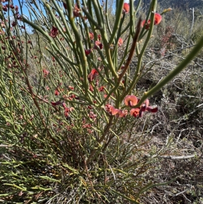 Sphaerolobium minus (Globe-pea) at Grampians National Park - 2 Sep 2022 by SimoneC