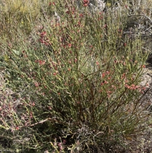 Sphaerolobium minus at Laharum, VIC - 2 Sep 2022