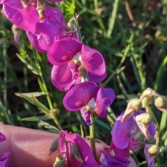 Swainsona campylantha (Pea Flower) at Tibooburra, NSW - 30 Aug 2022 by Darcy