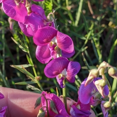 Swainsona campylantha (Pea Flower) at Tibooburra, NSW - 29 Aug 2022 by Darcy