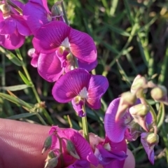 Swainsona campylantha at Tibooburra, NSW - 30 Aug 2022