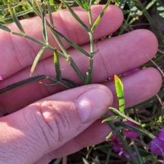 Swainsona campylantha at Tibooburra, NSW - 30 Aug 2022