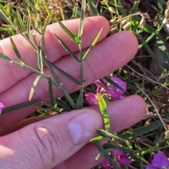 Swainsona campylantha at Tibooburra, NSW - 30 Aug 2022