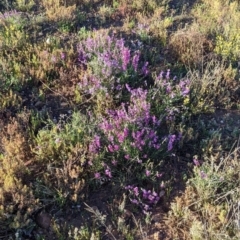 Swainsona campylantha at Tibooburra, NSW - 30 Aug 2022