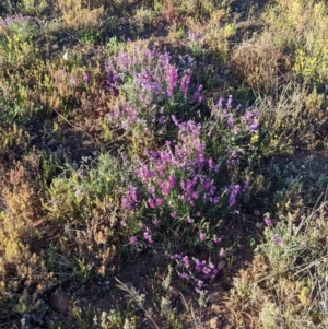 Swainsona campylantha at Tibooburra, NSW - 30 Aug 2022