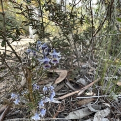 Pigea floribunda (Shrub Violet) at Grampians National Park - 3 Sep 2022 by SimoneC