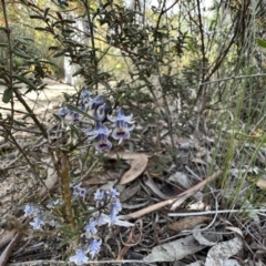 Hybanthus floribundus (Shrub Violet) at Laharum, VIC - 3 Sep 2022 by SimoneC
