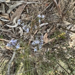Pigea floribunda at Laharum, VIC - 3 Sep 2022