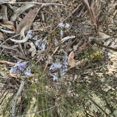 Pigea floribunda at Laharum, VIC - 3 Sep 2022 01:32 PM