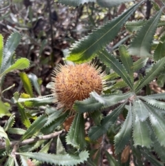 Banksia ornata (Desert Banksia) at Grampians National Park - 2 Sep 2022 by SimoneC