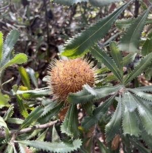 Banksia ornata at suppressed - suppressed