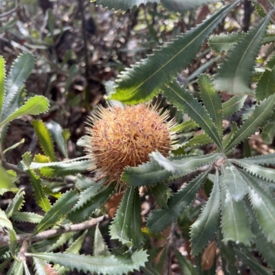 Banksia ornata (Desert Banksia) at Laharum, VIC - 2 Sep 2022 by SimoneC