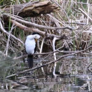 Microcarbo melanoleucos at Belconnen, ACT - 6 Sep 2022