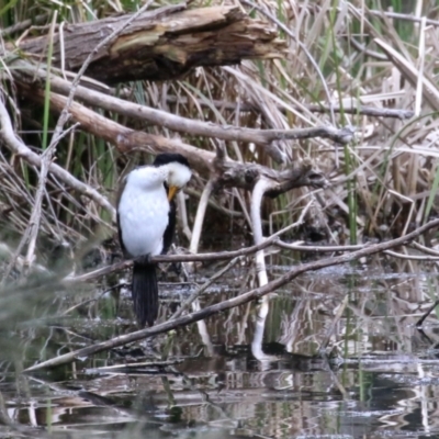 Microcarbo melanoleucos (Little Pied Cormorant) at Lake Ginninderra - 6 Sep 2022 by RodDeb