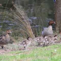 Chenonetta jubata (Australian Wood Duck) at Belconnen, ACT - 6 Sep 2022 by RodDeb