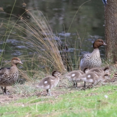 Chenonetta jubata (Australian Wood Duck) at Lake Ginninderra - 6 Sep 2022 by RodDeb