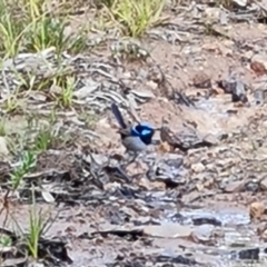 Malurus cyaneus (Superb Fairywren) at Isaacs Ridge and Nearby - 6 Sep 2022 by Mike