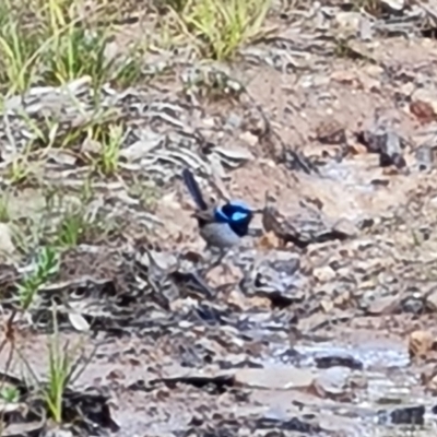 Malurus cyaneus (Superb Fairywren) at Isaacs Ridge and Nearby - 6 Sep 2022 by Mike