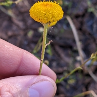 Leiocarpa brevicompta (Flat Billy-buttons, Plains Plover Daisy) at Sturt National Park - 29 Aug 2022 by Darcy