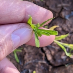 Leiocarpa brevicompta at Tibooburra, NSW - 30 Aug 2022