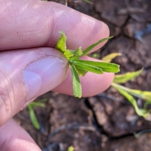 Leiocarpa brevicompta at Tibooburra, NSW - 30 Aug 2022