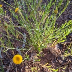 Leiocarpa brevicompta at Tibooburra, NSW - 30 Aug 2022