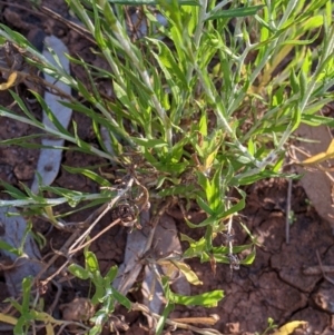 Leiocarpa brevicompta at Tibooburra, NSW - 30 Aug 2022