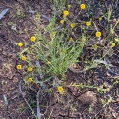 Leiocarpa brevicompta at Tibooburra, NSW - 30 Aug 2022