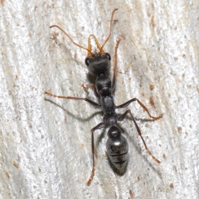 Myrmecia sp., pilosula-group (Jack jumper) at ANBG - 19 Aug 2022 by TimL