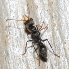 Myrmecia sp., pilosula-group at Acton, ACT - 19 Aug 2022