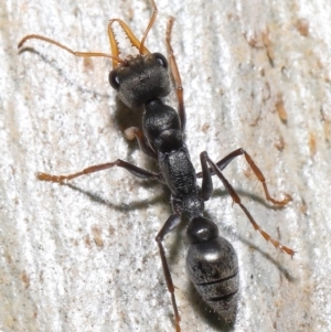 Myrmecia sp., pilosula-group at Acton, ACT - 19 Aug 2022 11:53 AM