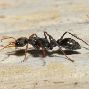 Myrmecia sp., pilosula-group at Acton, ACT - 19 Aug 2022