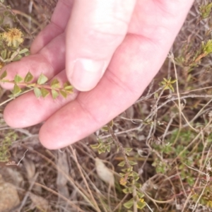 Acacia gunnii at Bungendore, NSW - 28 Aug 2022 03:10 PM