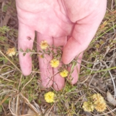 Acacia gunnii at Bungendore, NSW - 28 Aug 2022