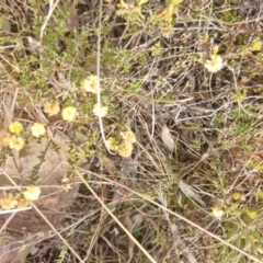 Acacia gunnii at Bungendore, NSW - 28 Aug 2022