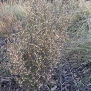 Leucopogon fletcheri subsp. brevisepalus at Bungendore, NSW - 31 Aug 2022