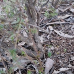 Styphelia fletcheri subsp. brevisepala at Bungendore, NSW - 31 Aug 2022