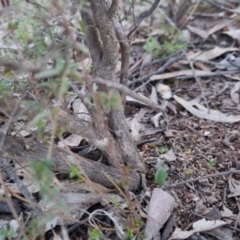 Leucopogon fletcheri subsp. brevisepalus at Bungendore, NSW - 31 Aug 2022