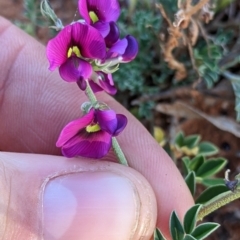 Swainsona oligophylla at Tibooburra, NSW - 30 Aug 2022 by Darcy