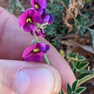 Swainsona oligophylla at Tibooburra, NSW - 30 Aug 2022