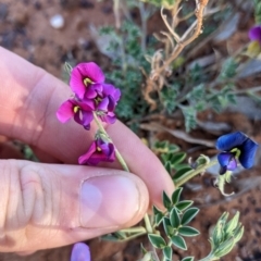 Swainsona oligophylla at Tibooburra, NSW - 30 Aug 2022 07:51 AM