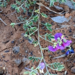 Swainsona oligophylla at Tibooburra, NSW - 30 Aug 2022