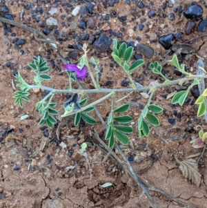 Swainsona oligophylla at Tibooburra, NSW - 30 Aug 2022