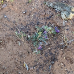 Swainsona oligophylla at Tibooburra, NSW - 30 Aug 2022