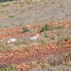 Eolophus roseicapilla (Galah) at Sturt National Park - 29 Aug 2022 by Darcy