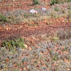 Eolophus roseicapilla at Tibooburra, NSW - 30 Aug 2022 08:45 AM