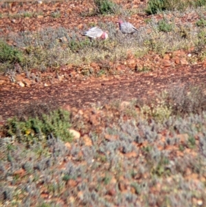 Eolophus roseicapilla at Tibooburra, NSW - 30 Aug 2022