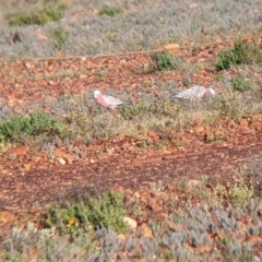 Eolophus roseicapilla at Tibooburra, NSW - 30 Aug 2022